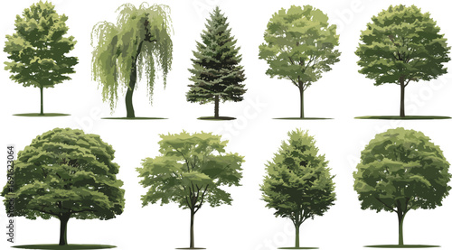 Collection of realistic tree illustrations, green forest plants with foliage, eco friendly nature design, outdoor park landscape, natural environment clipart artwork.