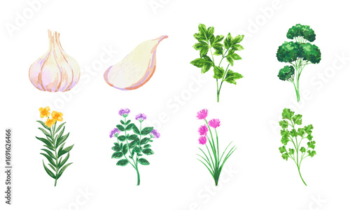 Watercolor Herbs Collection 03