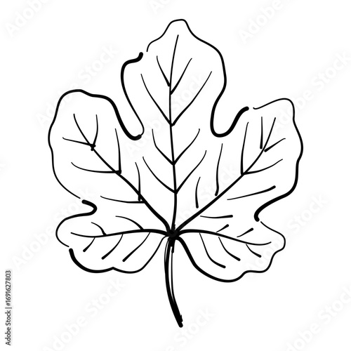 Maple leaf Autumn Leaf Line Art Clipart Hand Drawn Black and White Leaf Outline Illustration Fall Foliage Transparent Background for Stickers Journals Scrapbooking Craft printable