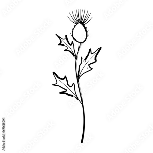 Thistle stem Autumn Leaf Line Art Clipart Hand Drawn Black and White Leaf Outline Illustration Fall Foliage Transparent Background for Stickers Journals Scrapbooking Craft printable