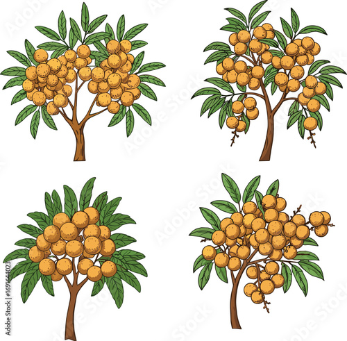 Longan fruit tree illustration, tropical garden plant clipart, exotic sweet fruit vector, botanical orchard drawing, ripe longan tree art