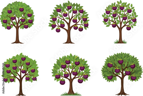 Mangosteen fruit tree vector illustration, tropical orchard plant clipart, ripe exotic fruit on tree, botanical garden tree drawing