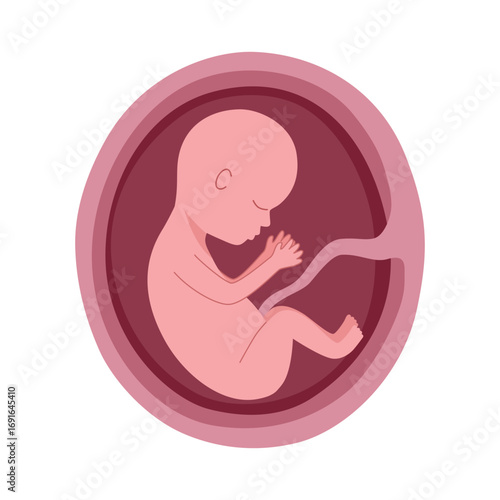 Fetus in mother's womb in flat design. Human embryo with the umbilical cord.