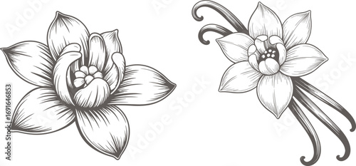  Set vanilla bean, vector illustration.