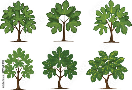 Set of Fig Trees with Green Leaves in Summer Season, Vector Illustration for Agriculture, Gardening, Nature, Botanical, Organic Projects