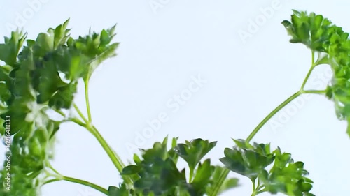 Fresh parsley leaves gently swaying in light