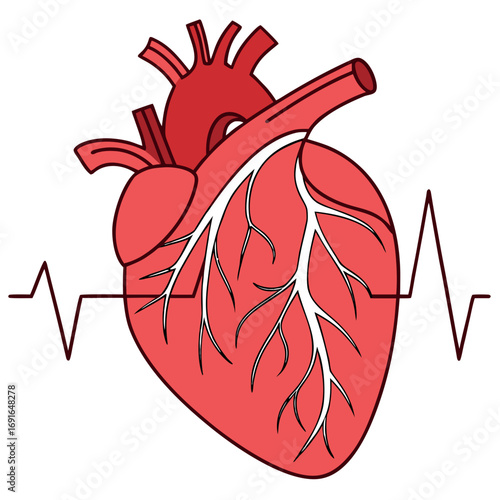 Anatomical heart with heartbeat line graphic