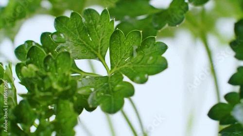 Fresh parsley leaves growing in garden