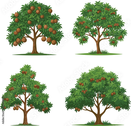Sapodilla fruit tree illustration, tropical fruit tree vector, green foliage tree with brown fruits, organic garden fruit tree clipart