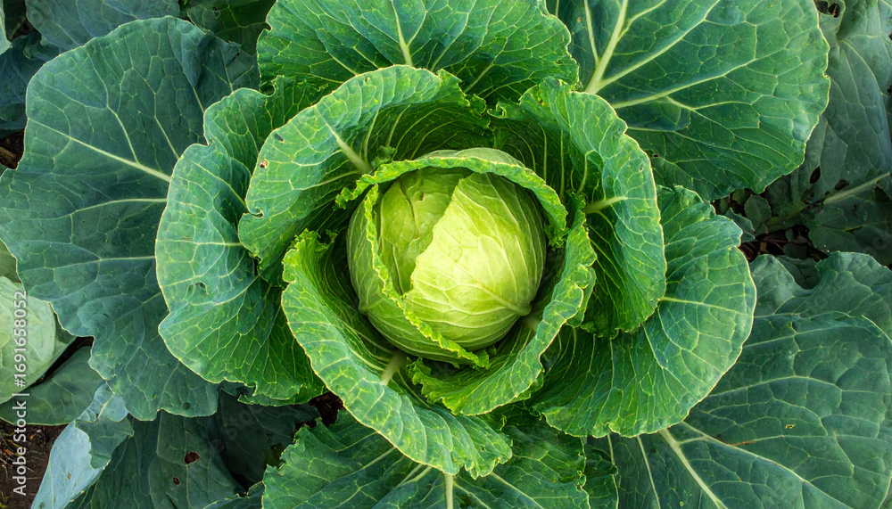 Fototapeta premium Top view close-up of fresh cabbage growing in a field