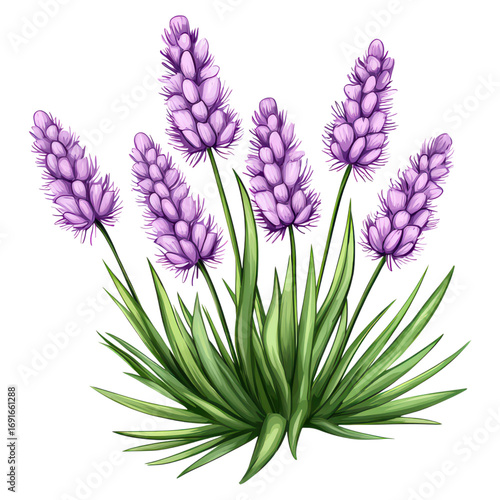 Beautiful lavender flowers blooming in a lush green garden setting with vibrant purple hues and delicate petal details, isolated on transparent background.