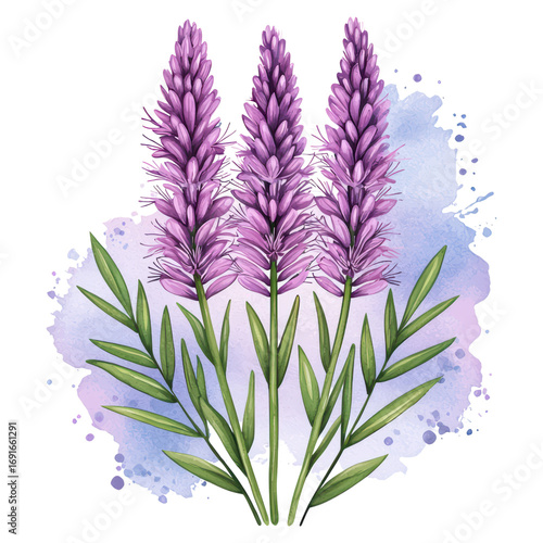 Beautiful hand-drawn lavender flowers with delicate leaves and soft watercolor background in shades of purple and blue, isolated on transparent background.