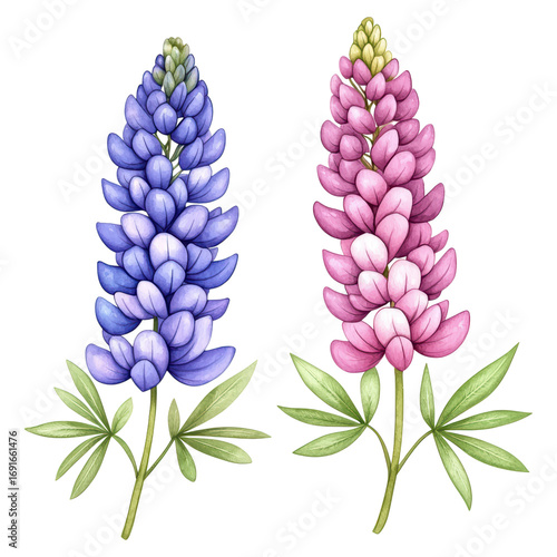 Vibrant Artistic Illustration of Blue and Pink Lupine Flowers with Green Leaves on a Transparent Background, isolated on transparent background.