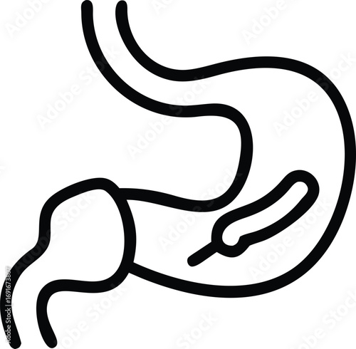 Stomach anatomy line drawing illustration for medical or healthcare design projects