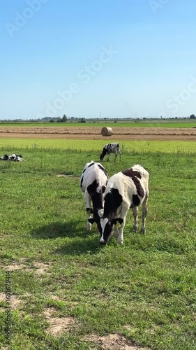 Holstein calfs with large ears and ear tags in lush pasture. Rural agricultural scene with cows grazing in background under clear blue summer sky, concept of milk production. Vertical video.