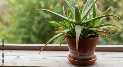 Vibrant potted aloe vera plant thrives on a rustic wooden windowsill with blurred green foliage background