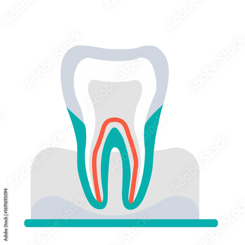 Tooth cross section.
