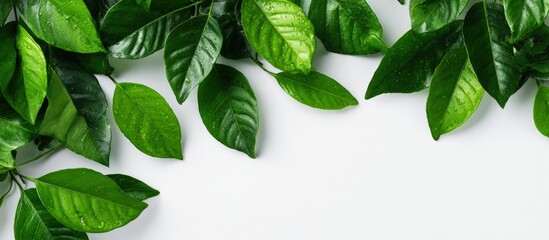 Fresh green leaves arranged in a corner border design against a white background