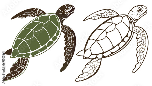 Sea turtle illustration animal reptile