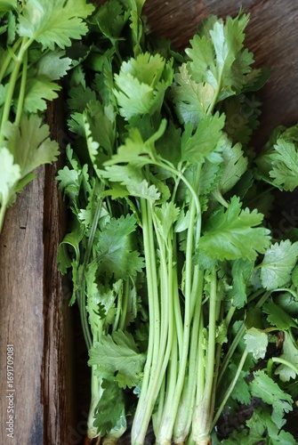 Coriander herb on wood background