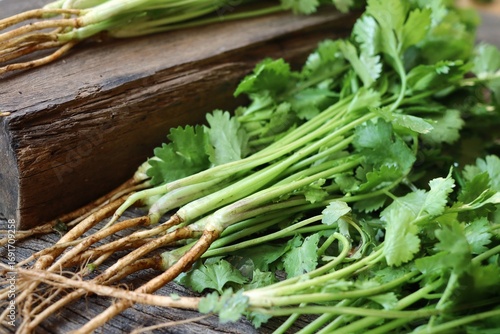 Coriander herb on wood background