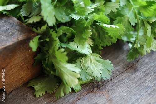 Coriander herb on wood background