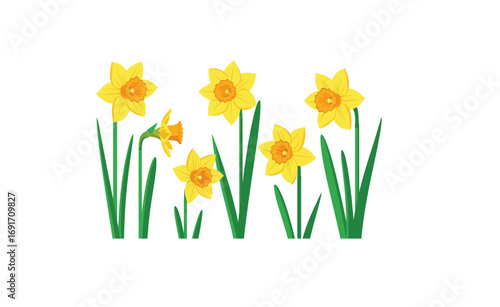 A vibrant collection of blooming yellow daffodils, a cheerful symbol of springtime renewal, isolated vector illustration