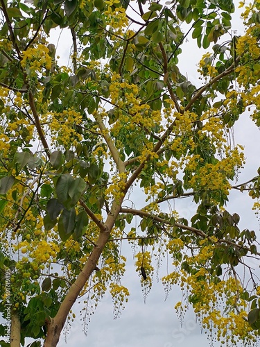 tree with yellow leaves
