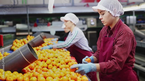 High angle view of group of people working in citrus processing factory. Female workers sorting tangerines on conveyor line, young man helper stacking boxes of selected fruits. High quality 4k footage