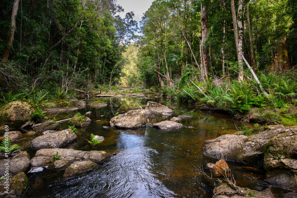 Obraz premium A river running through the Australian rainforest - horizontal