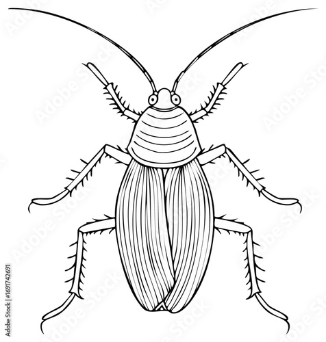 Detailed cockroach insect line art illustration from a top down view