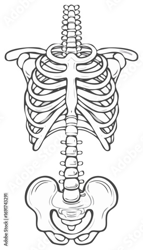Anatomy Line Art Illustration: Upper Human Torso Skeleton Depiction Ribs, Spine and Pelvis