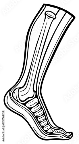 Black and White Human Leg Bone Structure Illustration, Foot and Ankle Anatomy