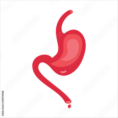 Human stomach vector