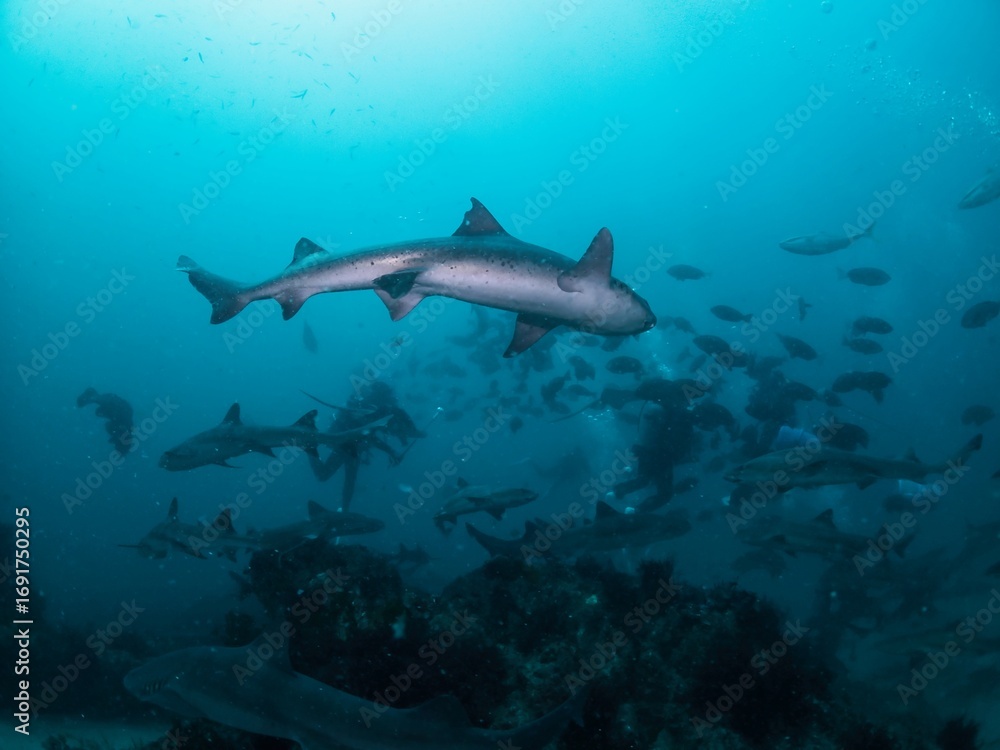 Obraz premium School of Banded houdsharks in Tateyama, Chiba, Japan