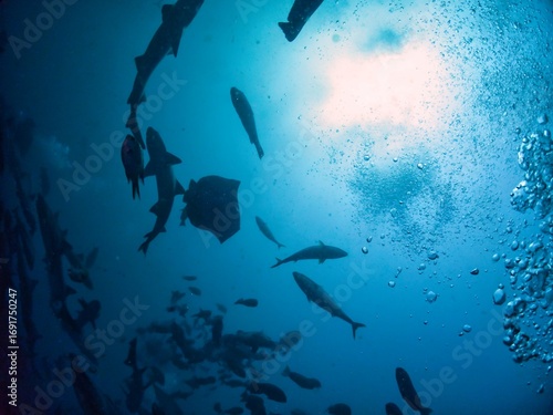 Silhouette of School of Banded houdsharks and Red stingrays in Tateyama, Chiba, Japan