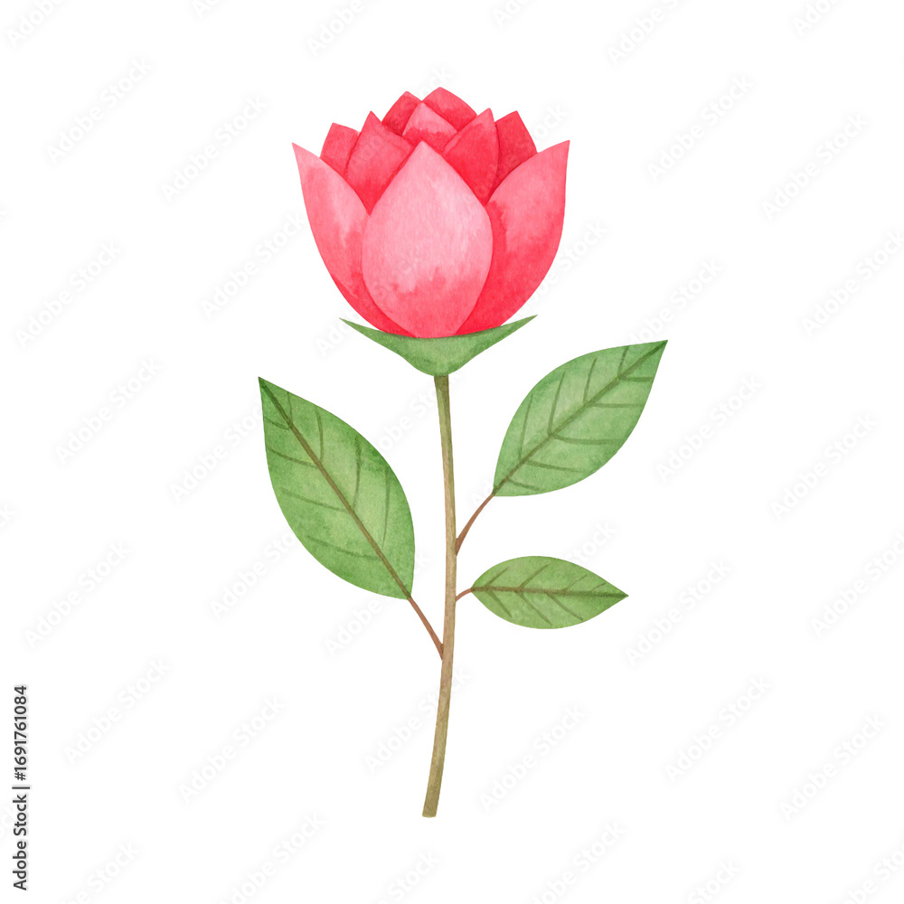 Fototapeta premium Watercolor Rose on Black