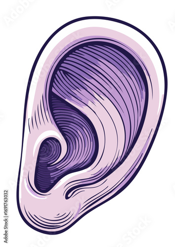 Anatomical illustration of an ear rendered in purple and white color palette.