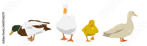 Set of duck in geometric shape. Flat vector illustration.