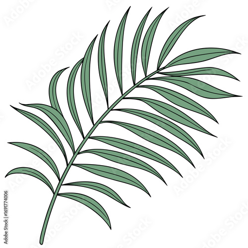 Green palm frond with pointed leaves on a white background Keywords: palm, frond, leaf, leaves