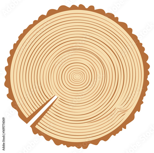 Cross section of a tree trunk showing growth rings and bark