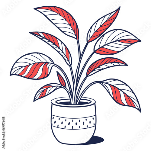 Potted plant with red and white striped leaves in a dotted pot houseplant indoor plant