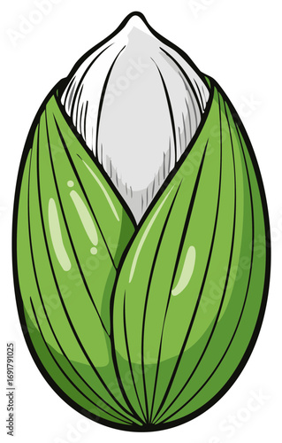 Detailed Illustration of a Fresh Sweet Corn Cob with Vibrant Green Husks