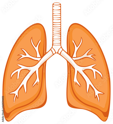 Anatomical illustration of the human respiratory system showing the lungs trachea and bronchi