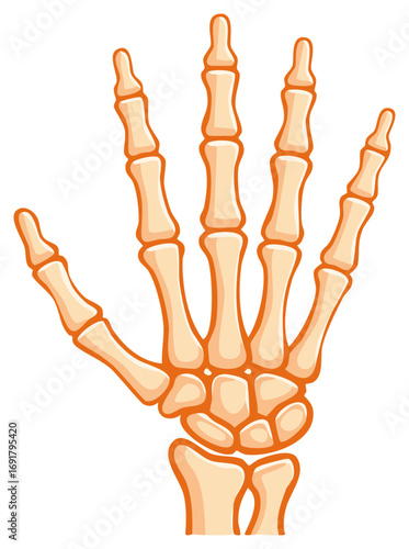 Human Hand Bone Structure Anatomy Skeleton Carpal Metacarpal Phalanges Skeletal System