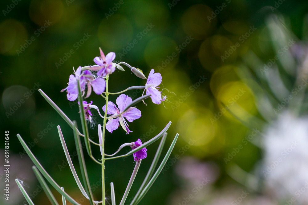 Obraz premium rosebay flower on a blurred background with highlights. the beauty of wildlife. a blooming flower. free space.