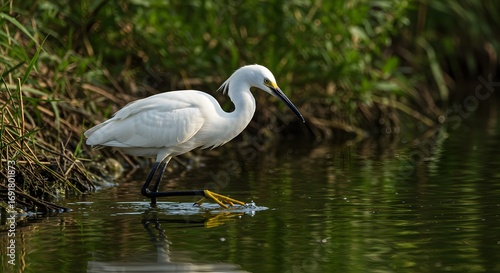 White egret bird by water