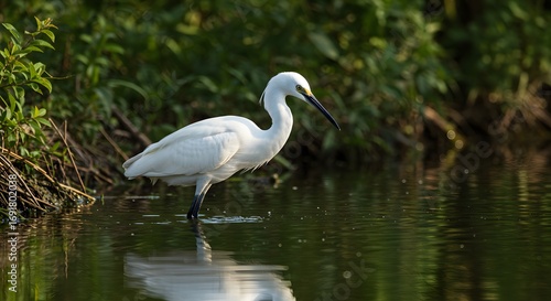 White heron by water