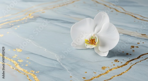 White orchid on light blue marble