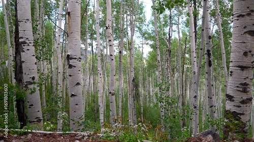 Aspen trees grove forest dense lush mature quaking Aspens white bark Minturn Vail Telluride Crested Butte Aspen Snowmass Colorado morning summer spring Mount Holy Cross Wilderness yellow wildflowers